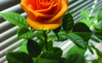 Nette raamdecoratie voor zowel binnen als buiten